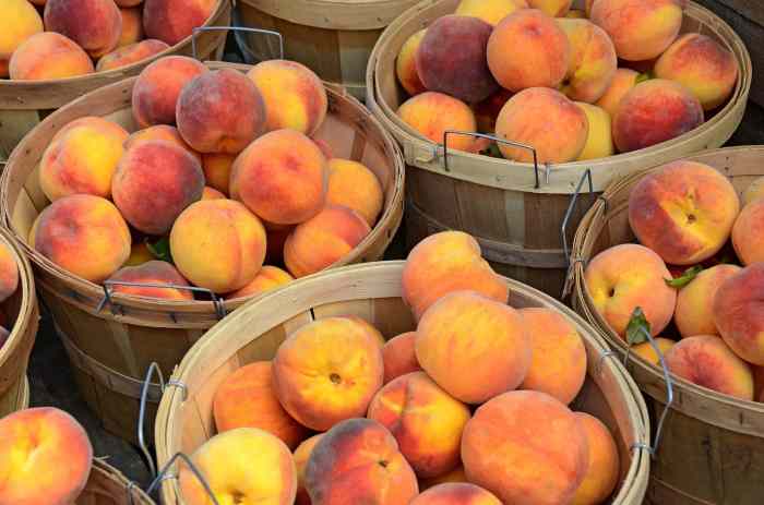 Cost of a bushel of peaches