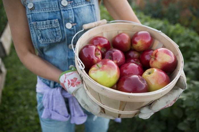 Cost of a bushel of peaches