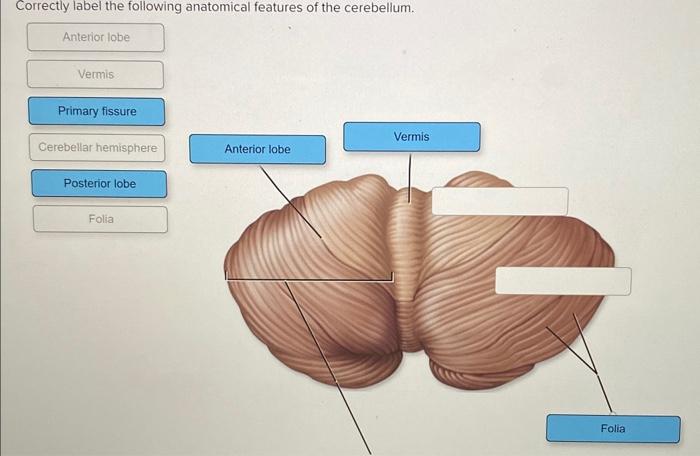 Correctly label the following anatomical features of the cerebellum.