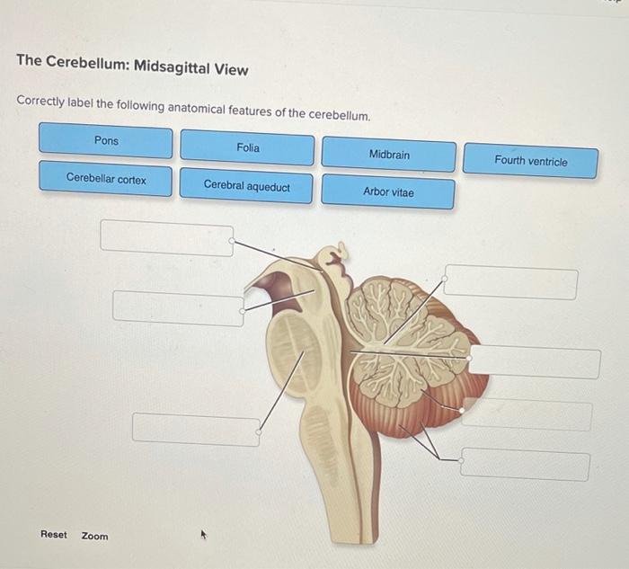 Correctly label the following anatomical features of the cerebellum.