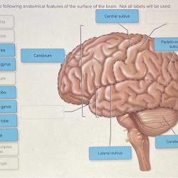 Anatomical correctly nearby cerebellum