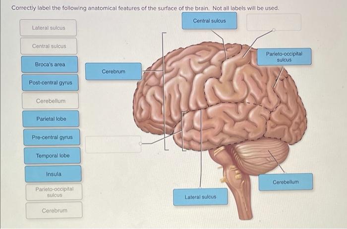 Anatomical correctly nearby cerebellum