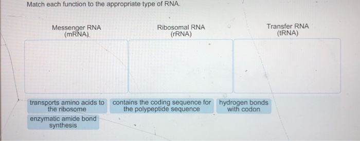 Match each function to the appropriate type of rna.