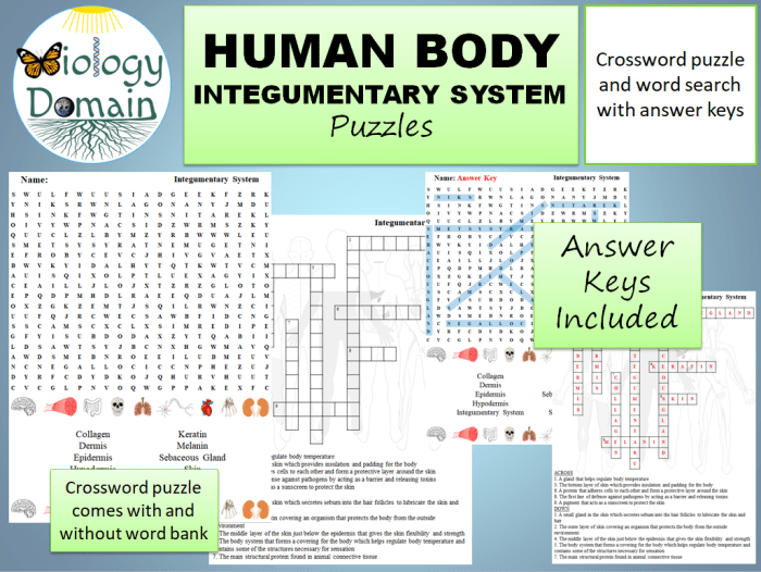 Integumentary system crossword puzzle answers