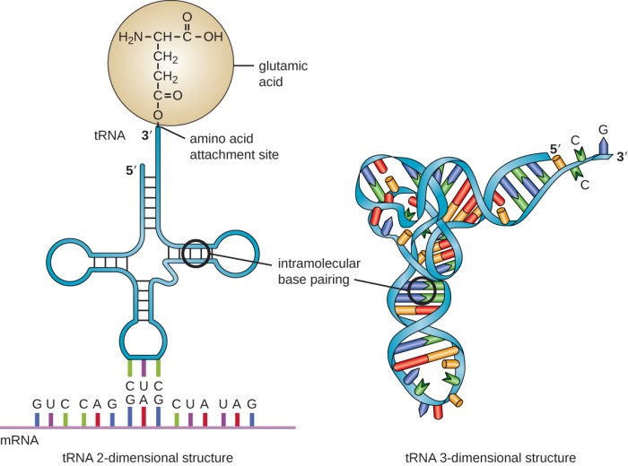 Rna lecturio stranded ribose uracil transcription nucleic acids