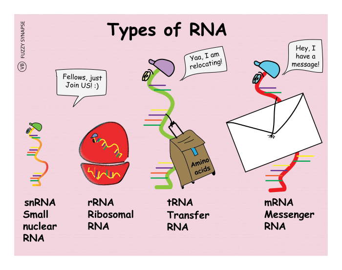 Match each function to the appropriate type of rna.