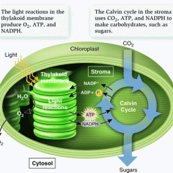 Photosynthesis what's in a leaf answer key pdf