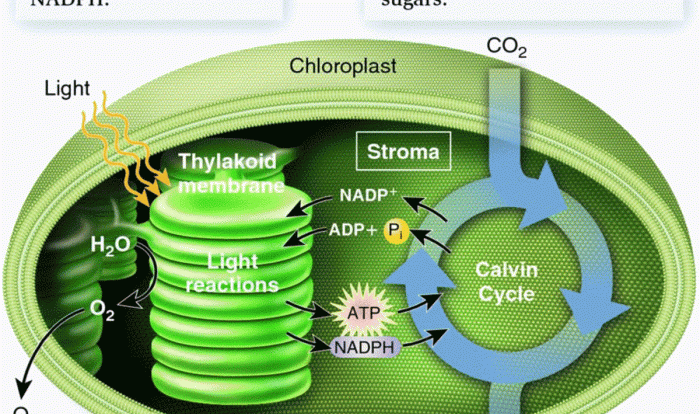 Photosynthesis what's in a leaf answer key pdf