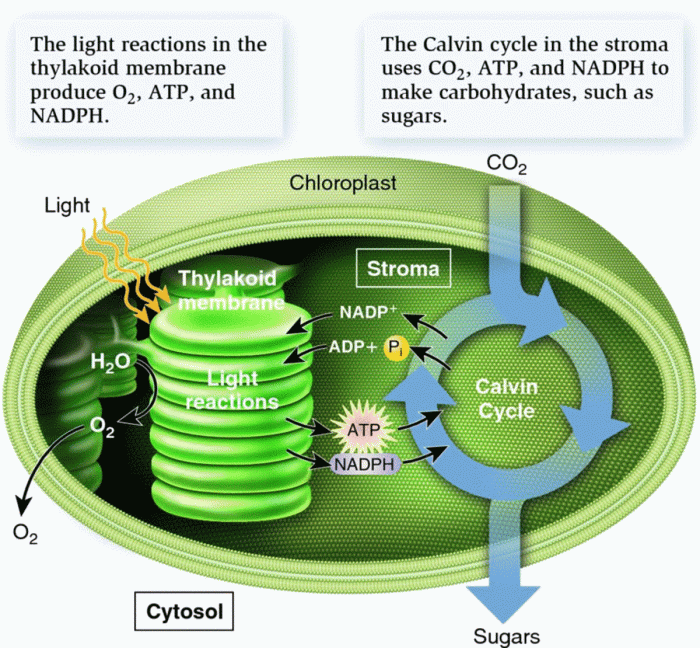 Photosynthesis what's in a leaf answer key pdf